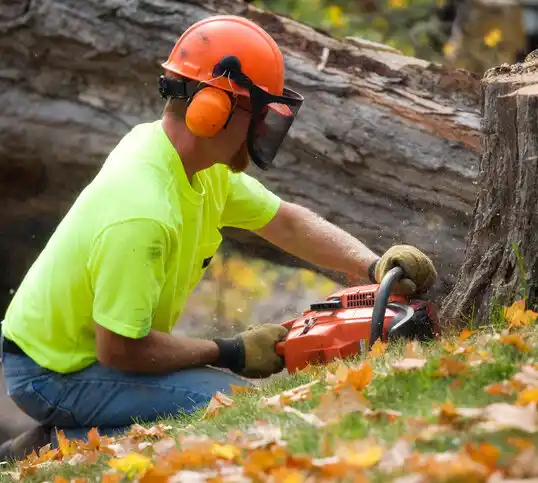 tree services Allentown